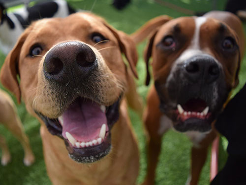 Pet Daycare